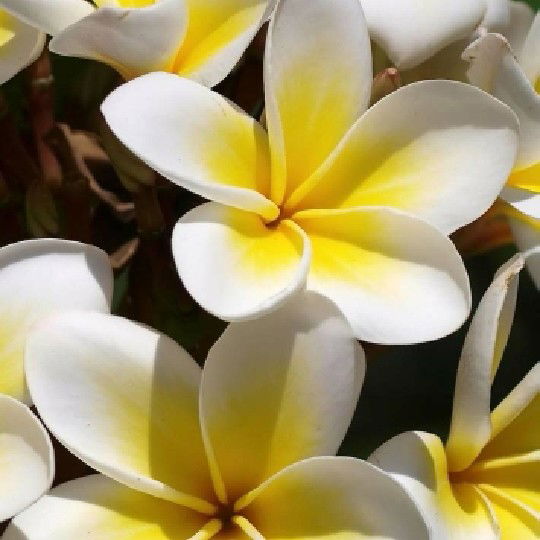 Елена Веретнова