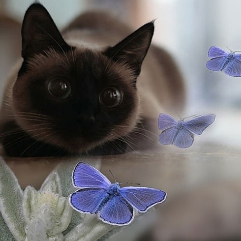 Елена Зиновьева