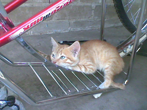 Соня Клубок