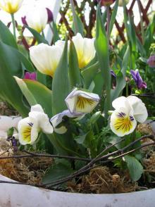 Светлана Миргалиева