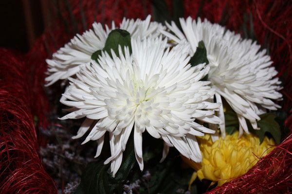 Наталья Гончарова