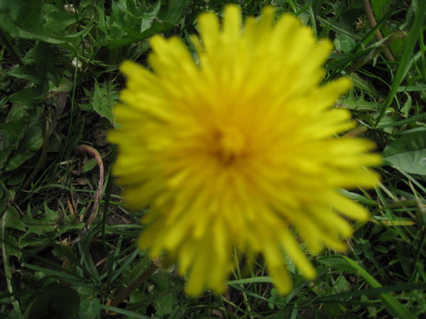 Лариса Гуркина