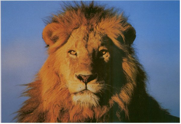 Сервер Абдурашитов