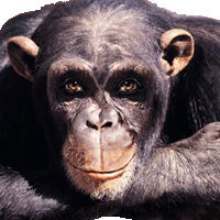 Витя Верхулевский