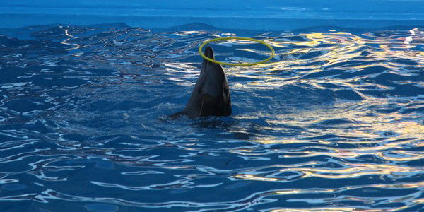 Елена Нагорская