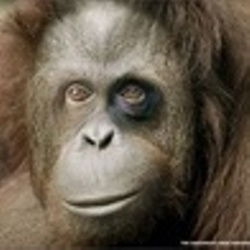 Аннна Мосенко