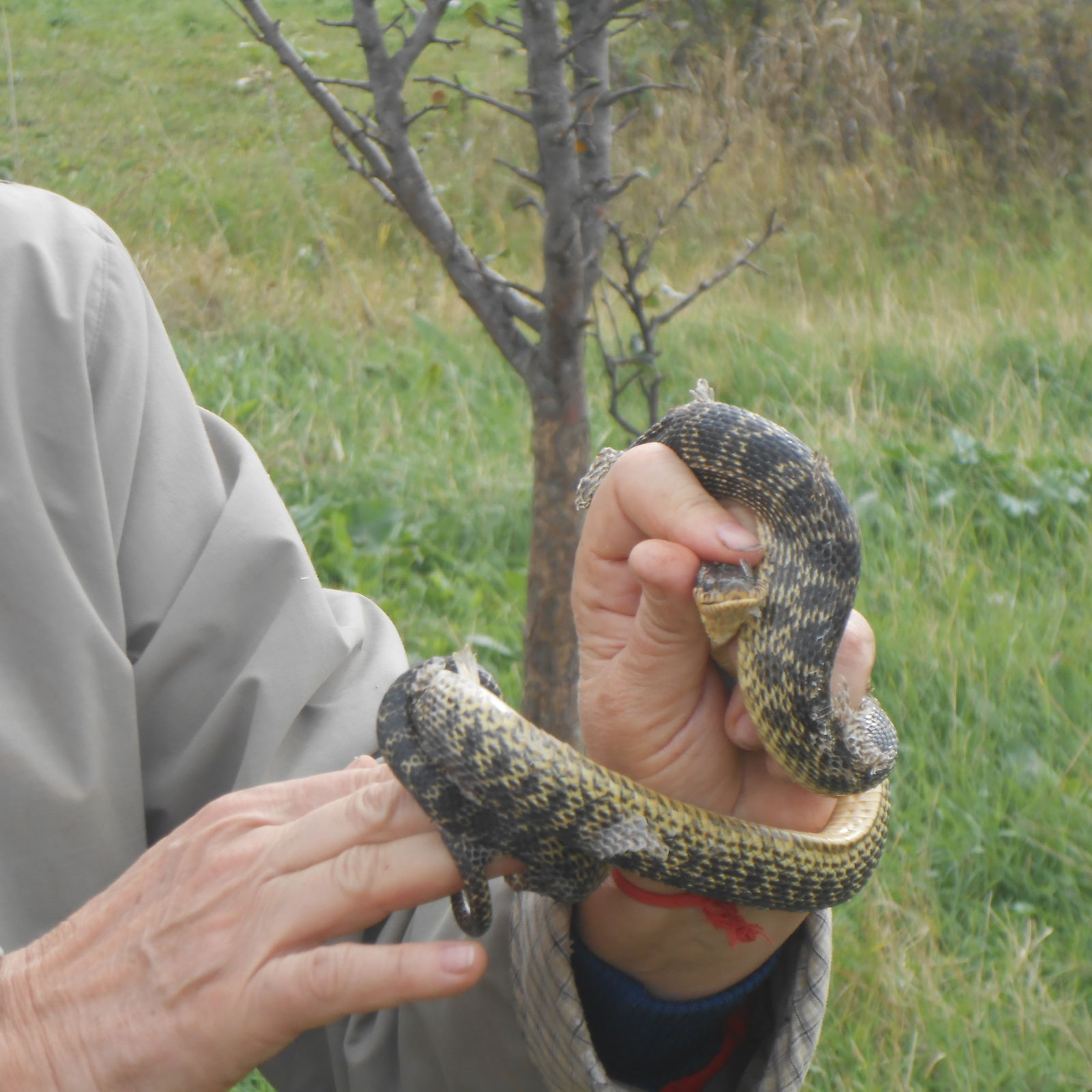 Наталья Бражник