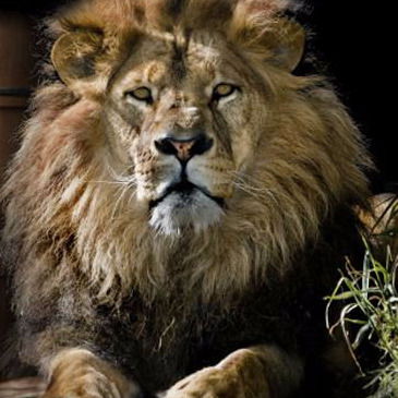 Сергей Матягин