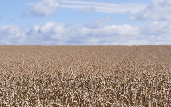 Виталина 555