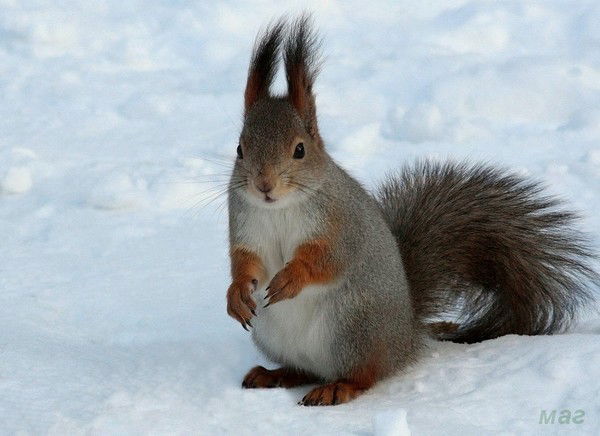 Белочка Лесная