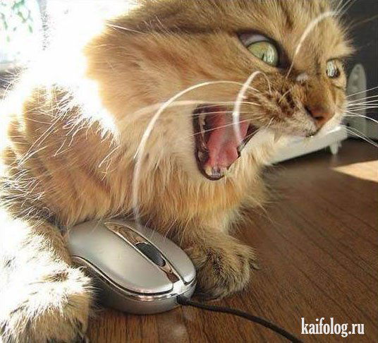 Владимир Приходченко