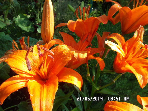 Наталья Шувалова