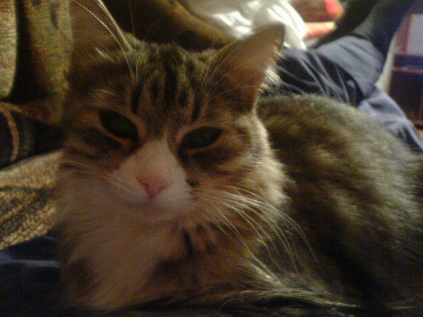 Юрий Онищенко