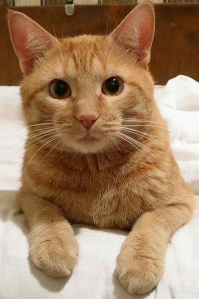 Нина Андреева