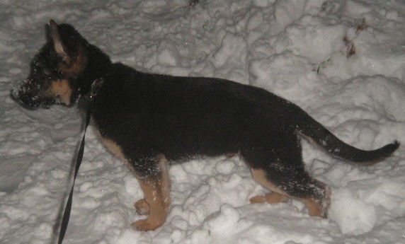 Максим Олейник