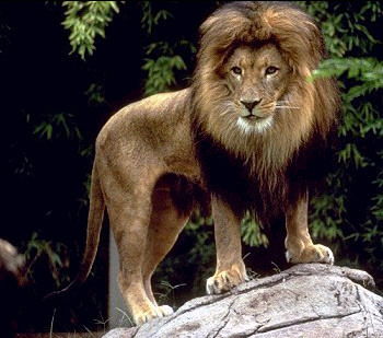 Стас Барковский