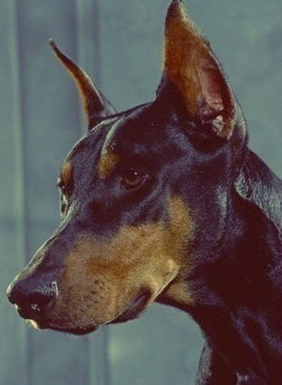 Екатерина Климова