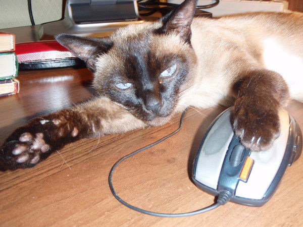 Леха Сосновцев