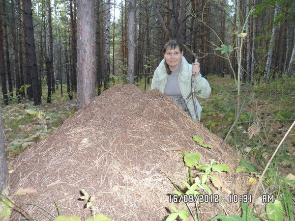 Елена Логачева