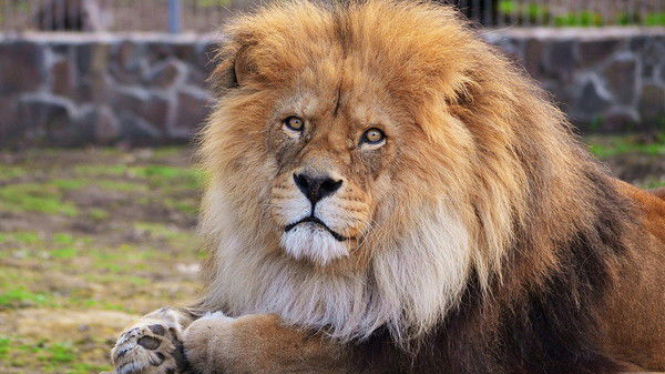 Евгений Винокуров