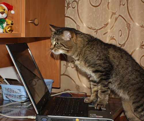 Наталья Баширова