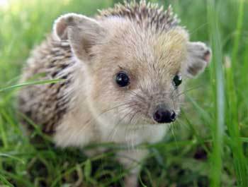 Вячеслав Рылюк