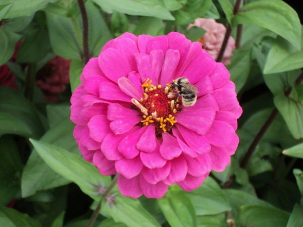 Евгения Голчанская