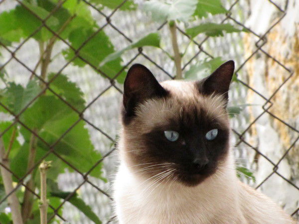 Эвелина Лепаева