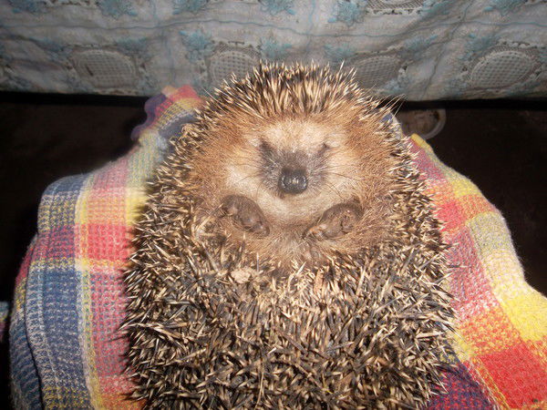 Федя Калинин