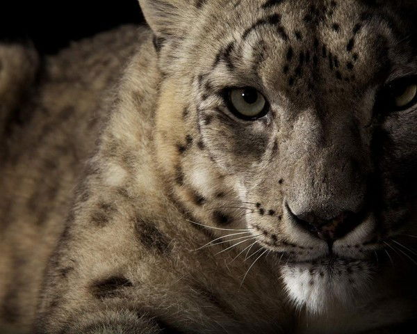 Александр Гусев