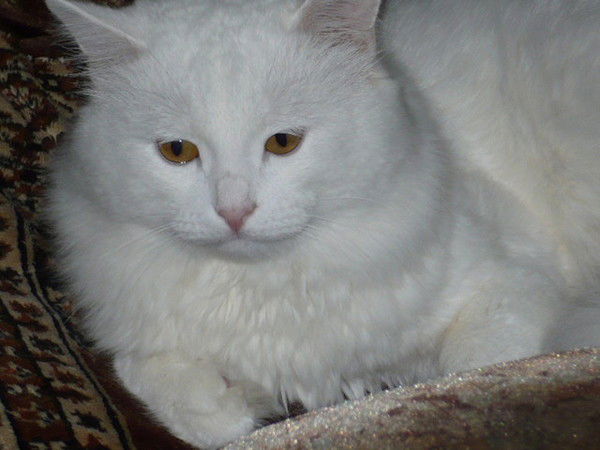 Ольга Пенегина