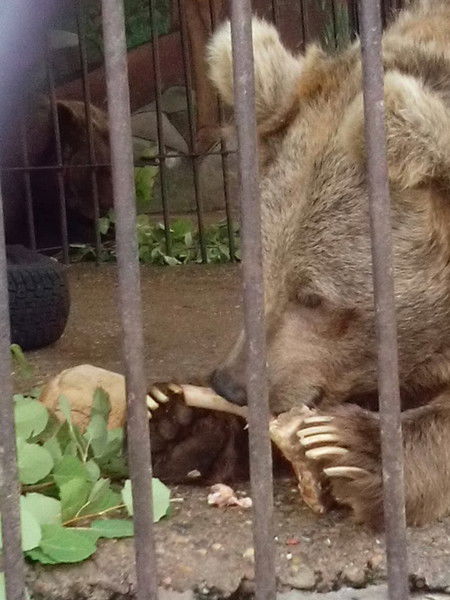 Александра Никифорова