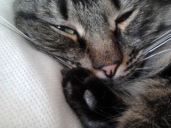 Надежда Сугробова