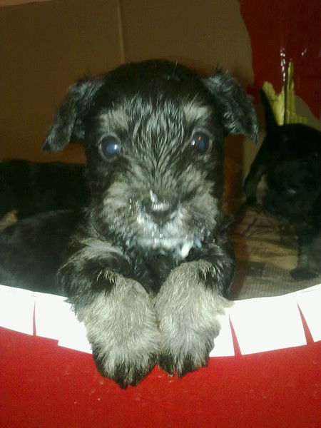 Лиза Селютина