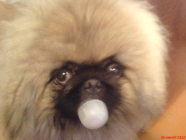 Дмитрий Гапоненко