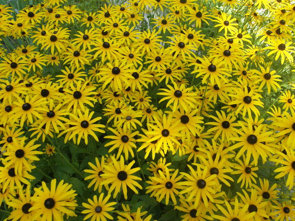 Руслана Мищук