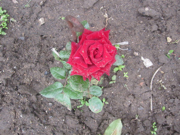 Евгения Шмидт