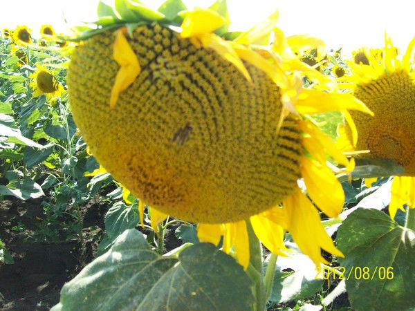 Надежда Александрина