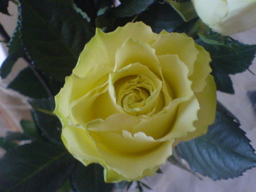 Максим Сирооченко