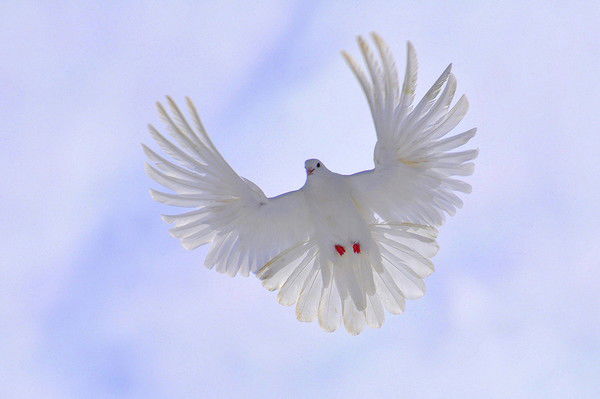 Владимир Колесов