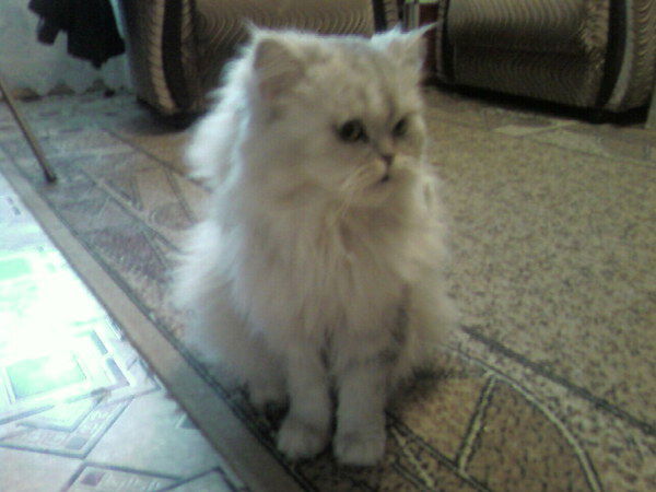 Натали Волкова