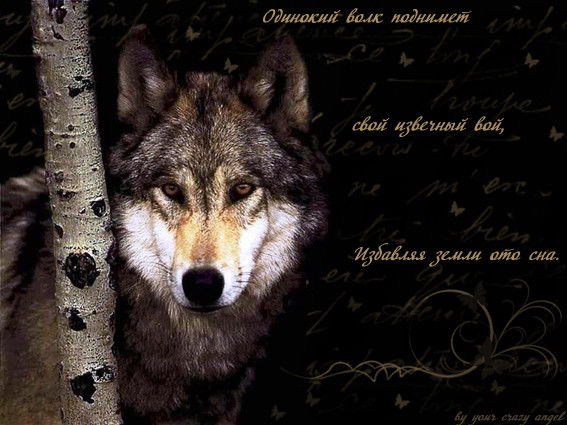 Евгений Веселов