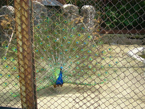 Владимир Ковалев