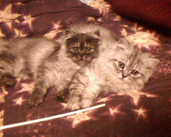 Алёна Чернышова