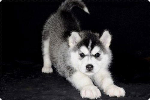 Людочка Коновалова