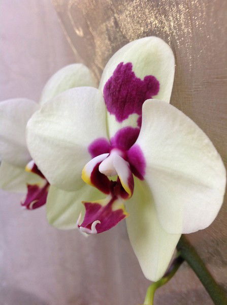 Аверьянова Светлана