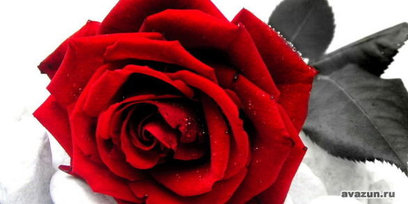 Виктория Кибирева