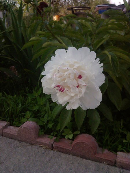 Антонина Иристаева