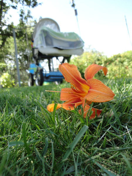 Эльвира Кутасина