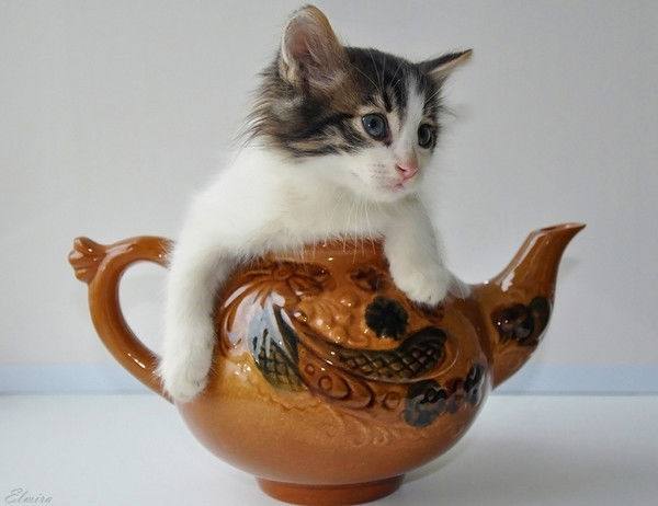 Мадина Тойбаева